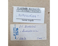 Rudovláska Rudovláska