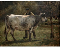 Býk na pastvině s farmářem