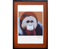 Orangutan