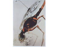 Locusta et bruchus