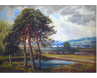 Borovice a pasoucí se krávy