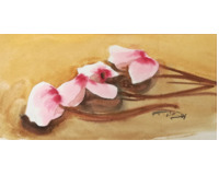 Magnolie