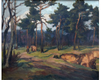 Borovice u pískovny