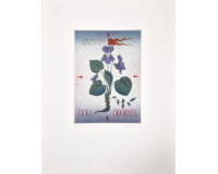 VIOLA ODORATA VIOLA ODORATA