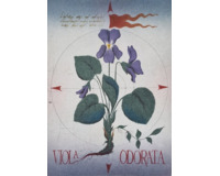 VIOLA ODORATA VIOLA ODORATA