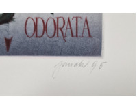 VIOLA ODORATA VIOLA ODORATA