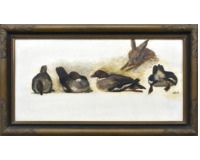 Studie kachny a zajíce