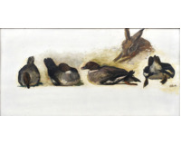 Studie kachny a zajíce