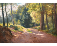 Prosluněná lesní cesta