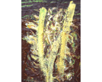 Malá Vegetable