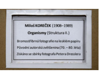 Uvolněná energie a Organismy